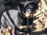 3 chiots femelles Rottweiler LOF &agrave; vendre