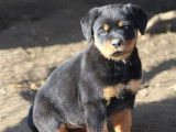3 chiots femelles Rottweiler LOF &agrave; vendre