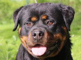 3 chiots femelles Rottweiler LOF &agrave; vendre
