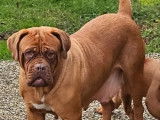 &Agrave; vendre, une chienne Dogue de Bordeaux fauve (LOF)