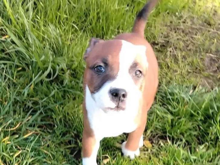 3 chiots Staffordshire Bull Terrier LOF à vendre