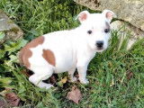 3 chiots Staffordshire Bull Terrier LOF à vendre