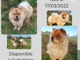 Chien femelle adulte Chow Chow disponible &agrave; la vente (LOF)