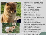 Chien femelle adulte Chow Chow disponible &agrave; la vente (LOF)