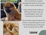 Chien femelle adulte Chow Chow disponible &agrave; la vente (LOF)
