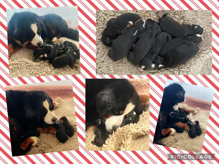 Chiots Bouvier Bernois LOF à vendre