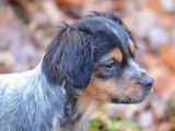 Des chiots &Eacute;pagneul Breton disponibles &agrave; la r&eacute;servation (LOF)