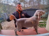 2 chiots Braque de Weimar LOF &agrave; vendre