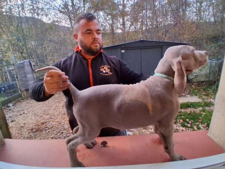 2 chiots Braque de Weimar LOF à vendre