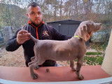 2 chiots Braque de Weimar LOF à vendre