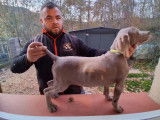 2 chiots Braque de Weimar LOF à vendre
