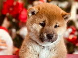 Chiots Shiba Inu m&acirc;les &agrave; r&eacute;server (LOF)