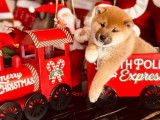 Chiots Shiba Inu m&acirc;les &agrave; r&eacute;server (LOF)