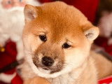 Chiots Shiba Inu m&acirc;les &agrave; r&eacute;server (LOF)
