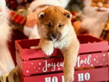 Chiots Shiba Inu m&acirc;les &agrave; r&eacute;server (LOF)