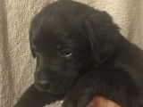 5 chiots Labrador Retriever noirs LOF à réserver