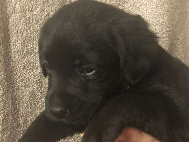 5 chiots Labrador Retriever noirs LOF à réserver