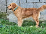Chien femelle Golden Retriever LOF &agrave; vendre