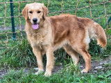 Chien femelle Golden Retriever LOF &agrave; vendre