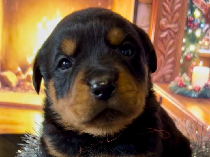 Rottweiler LOF