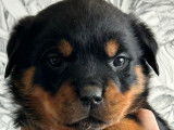 Rottweiler LOF