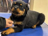 Rottweiler LOF