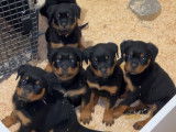 Rottweiler LOF