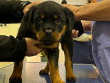 Rottweiler LOF