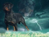 Rottweiler LOF