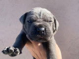 8 chiots Cane Corso disponibles à la réservation (LOF)