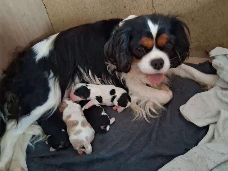 2 chiots femelles Cavalier King Charles LOF à réserver
