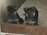 Des chiots Berger Allemand LOF à réserver