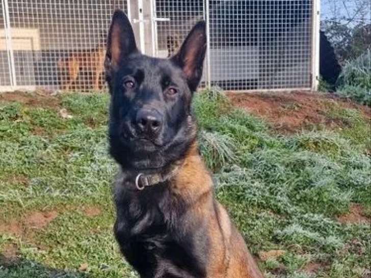 1 chiot mâle Berger Belge Malinois disponible à la vente (non LOF)