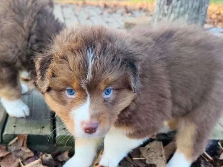 4 chiots Berger Australien à réserver (LOF)