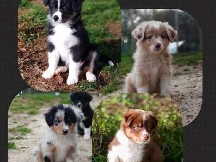 5 chiots Berger Australien à vendre (LOF)