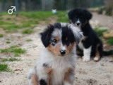 5 chiots Berger Australien à vendre (LOF)