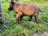 Chiots Berger Belge Malinois &agrave; r&eacute;server (LOF)