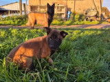 Chiots Berger Belge Malinois &agrave; r&eacute;server (LOF)