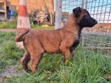 Chiots Berger Belge Malinois &agrave; r&eacute;server (LOF)