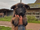 Chiots Berger Belge Malinois &agrave; r&eacute;server (LOF)