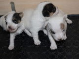 3 chiots Jack Russell Terrier LOF disponibles &agrave; la vente