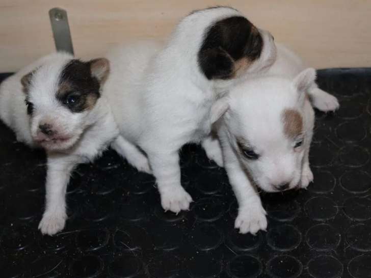 3 chiots Jack Russell Terrier LOF disponibles à la vente