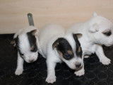 3 chiots Jack Russell Terrier LOF disponibles à la vente