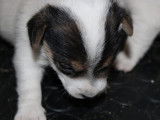 3 chiots Jack Russell Terrier LOF disponibles à la vente