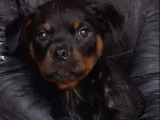 1 chiot femelle Rottweiler en vente (LOF)