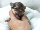 Chiots Chihuahua &agrave; vendre