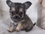 Chiots Chihuahua à vendre