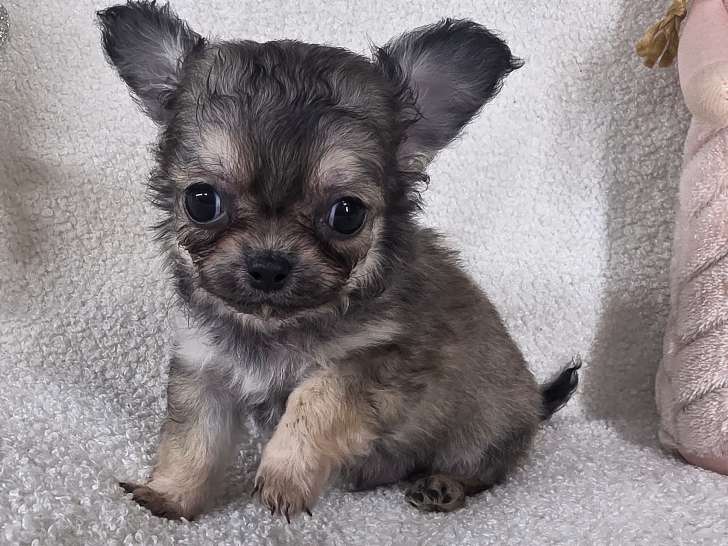 Chiots Chihuahua à vendre