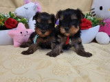2 chiots m&acirc;les Yorkshire Terrier LOF &agrave; r&eacute;server