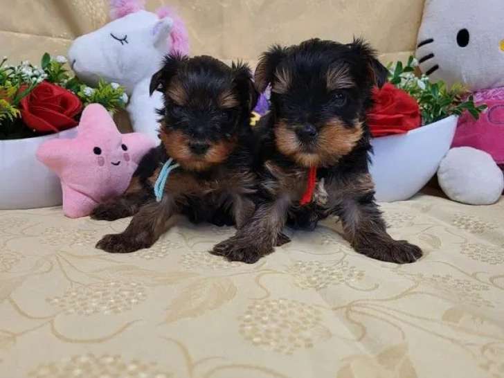 2 chiots mâles Yorkshire Terrier LOF à réserver